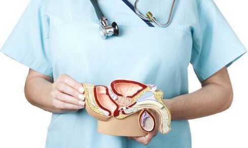 vyrų urogenitalinės sistemos modelis ir prostatito gydymas